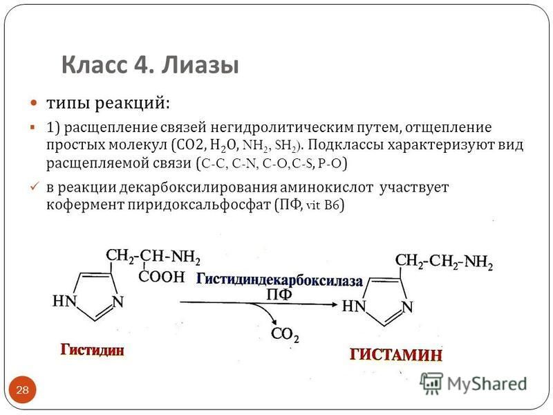 Класс 4. Лиазы типы реакций : 1) расщепление связей негидролитическим путем, отщепление простых молекул ( СО 2, Н 2 О, NH 2, SH 2 ). Подклассы характеризуют вид расщепляемой связи (C-C, C-N, C-O,C-S, P-O) в реакции декарбоксилирования аминокислот уча
