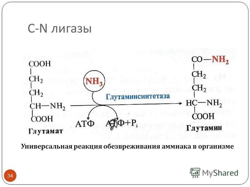 С - N лигазы 34 Универсальная реакция обезвреживания аммиака в организме