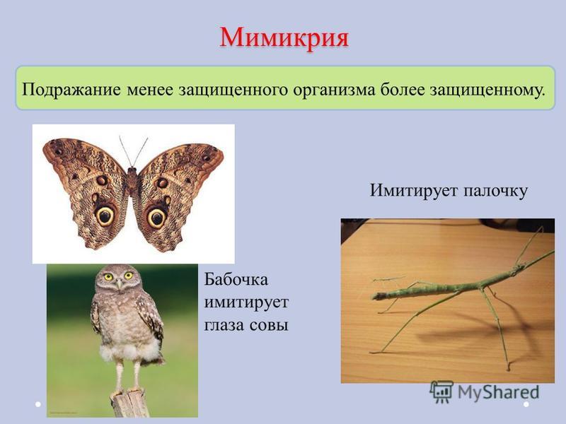 Мимикрия презентация 11 класс