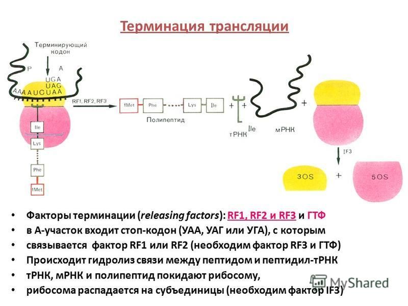 Терминация трансляции Факторы терминации (releasing factors): RF1, RF2 и RF3 и ГТФ в А-участок входит стоп-кодон (УАА, УАГ или УГА), с которым связывается фактор RF1 или RF2 (необходим фактор RF3 и ГТФ) Происходит гидролиз связи между пептидом и пепт