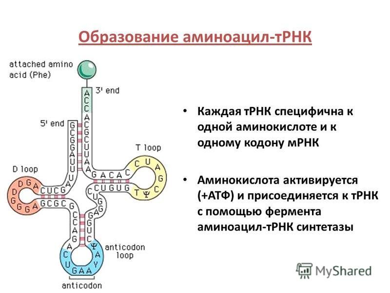 Каждая тРНК специфична к одной аминокислоте и к одному кодону мРНК Аминокислота активируется (+АТФ) и присоединяется к тРНК с помощью фермента аминоацил-тРНК синтетазы Образование аминоацил-тРНК