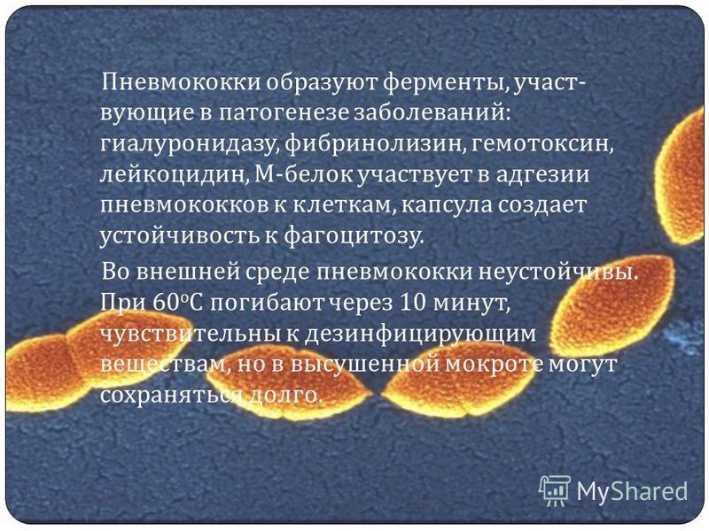 Пневмококки образуют ферменты, участ ­ вующие в патогенезе заболеваний : гиалуронидазу, фибринолизин, гемотоксин, лейкоцидин, М - белок участвует в адгезии пневмококков к клеткам, капсула создает устойчивость к фагоцитозу. Во внешней среде пневмококк