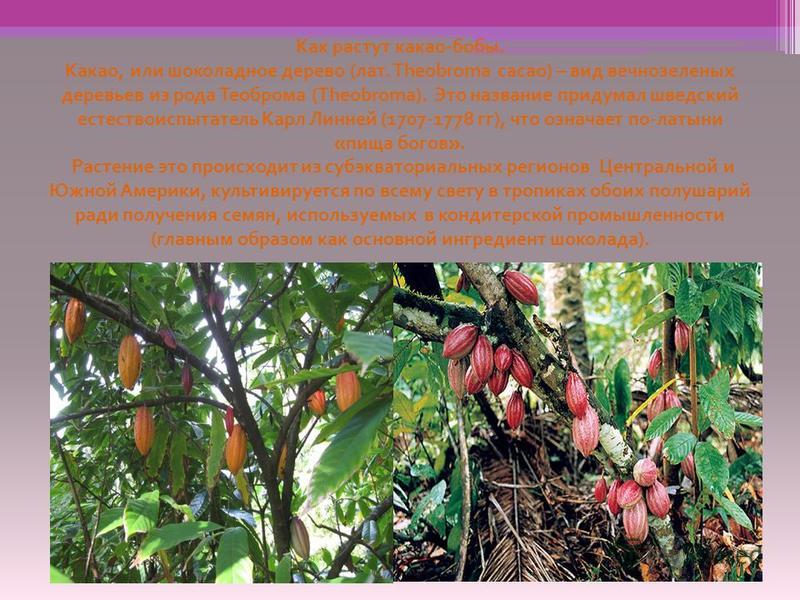 Как растут какао - бобы. Какао, или шоколадное дерево ( лат. Theobroma cacao) – вид вечнозеленых деревьев из рода Теоброма (Theobroma). Это название придумал шведский естествоиспытатель Карл Линней (1707-1778 гг ), что означает по - латыни « пища бог