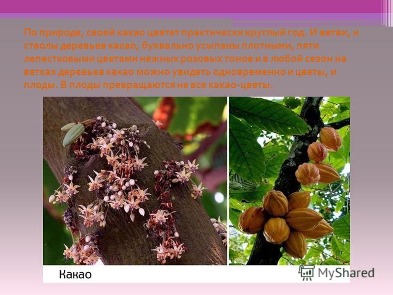 По природе, своей какао цветет практически круглый год. И ветви, и стволы деревьев какао, буквально усыпаны плотными, пяти лепестковыми цветами нежных розовых тонов и в любой сезон на ветках деревьев какао можно увидеть одновременно и цветы, и плоды.
