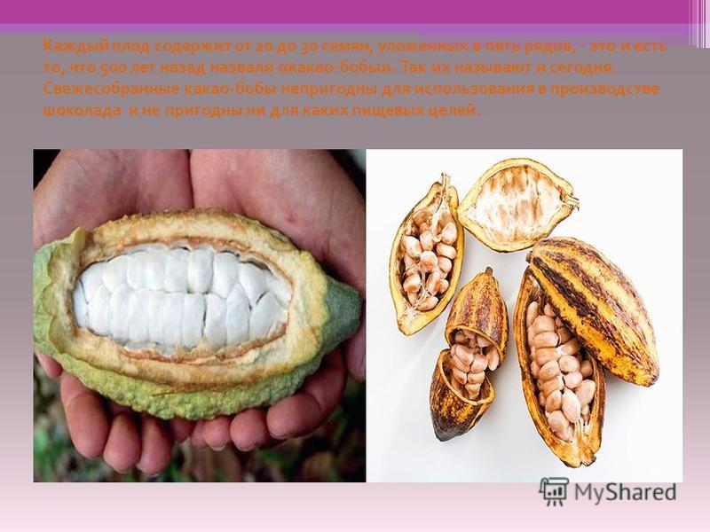 Каждый плод содержит от 20 до 30 семян, уложенных в пять рядов, - это и есть то, что 500 лет назад назвали « какао - бобы ». Так их называют и сегодня. Свежесобранные какао - бобы непригодны для использования в производстве шоколада и не пригодны ни 