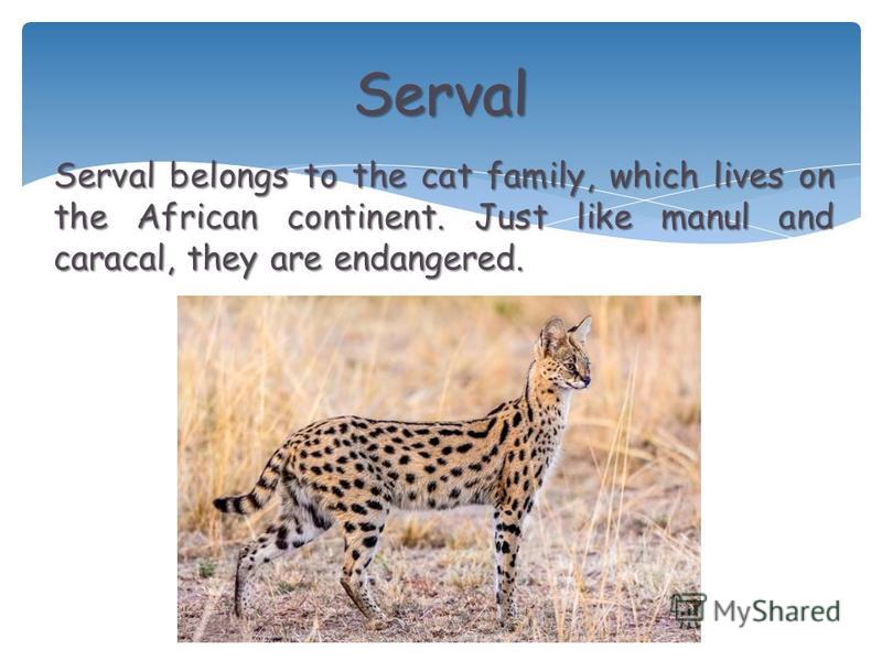 Serval belongs to the cat family, which lives on the African continent. Just like manul and caracal, they are endangered. Serval