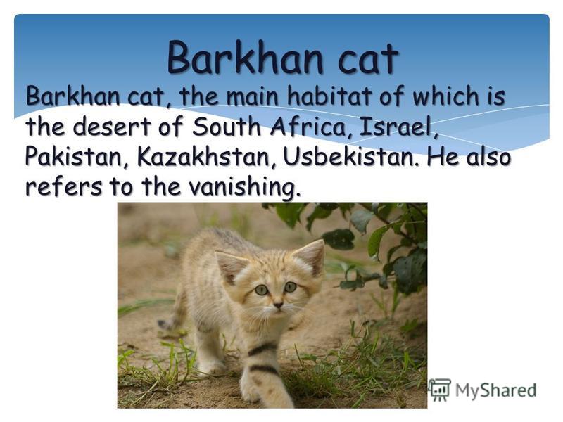 Barkhan cat, the main habitat of which is the desert of South Africa, Israel, Pakistan, Kazakhstan, Usbekistan. He also refers to the vanishing. Barkhan cat
