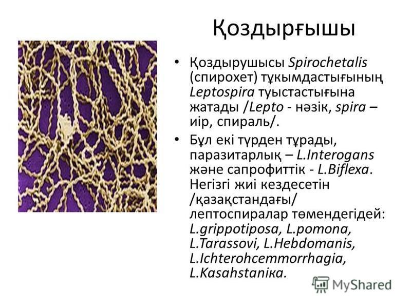 Қоздырғышы Қоздырушысы Spirochetalis (спирохет) тұкымдастығының Leptospira туыстастығына жатады /Lepto - нәзік, spira – иір, спираль/. Бұл екі түрден тұрады, паразитарлық – L.Interogans және сапрофиттік - L.Biflexa. Негізгі жиі кездесетін /қазақстанд
