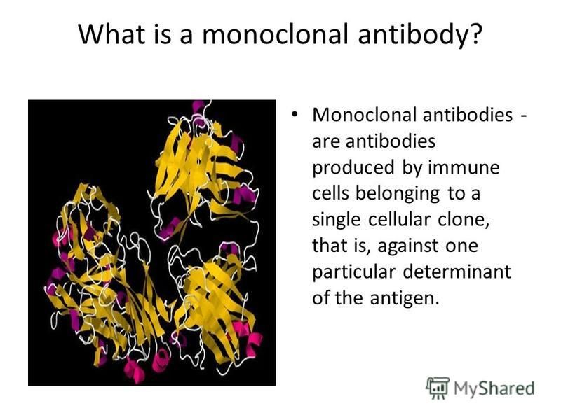 What is a monoclonal antibody? Monoclonal antibodies - are antibodies produced by immune cells belonging to a single cellular clone, that is, against one particular determinant of the antigen.