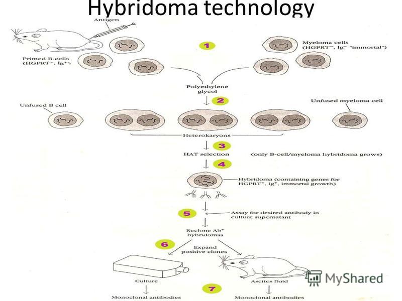 Hybridoma technology