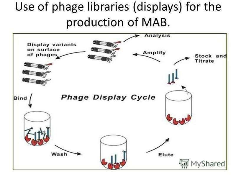 Use of phage libraries (displays) for the production of MAB.