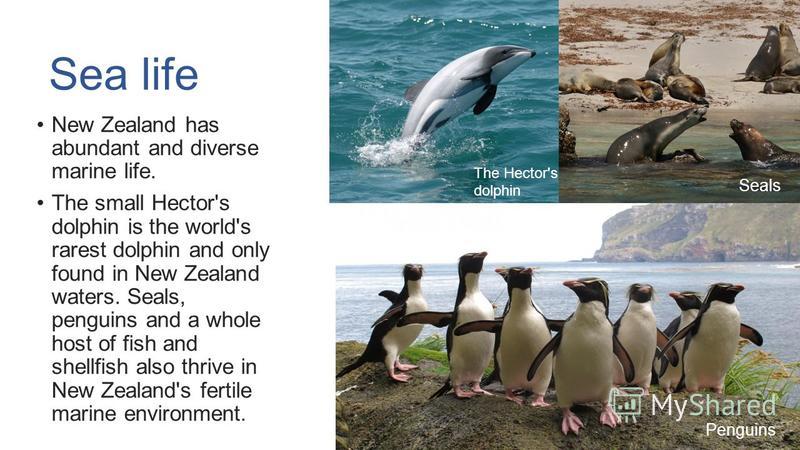 Sea life New Zealand has abundant and diverse marine life. The small Hector's dolphin is the world's rarest dolphin and only found in New Zealand waters. Seals, penguins and a whole host of fish and shellfish also thrive in New Zealand's fertile mari