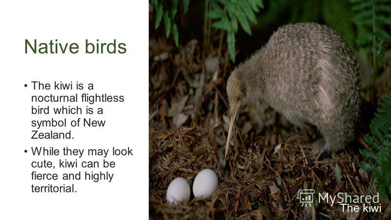 Native birds The kiwi is a nocturnal flightless bird which is a symbol of New Zealand. While they may look cute, kiwi can be fierce and highly territorial. The kiwi