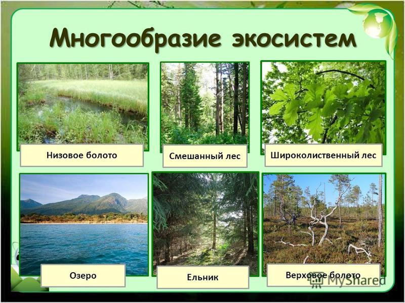 Многообразие экосистем Смешанный лес Озеро Низовое болото Широколиственный лес Верховое болото Ельник