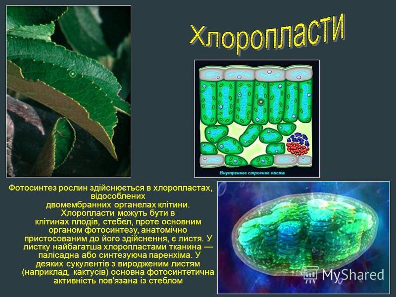 Фотосинтез рослин здійснюється в хлоропластах, відособлених двомембранних органелах клітини. Хлоропласти можуть бути в клітинах плодів, стебел, проте основним органом фотосинтезу, анатомічно пристосованим до його здійснення, є листя. У листку найбага