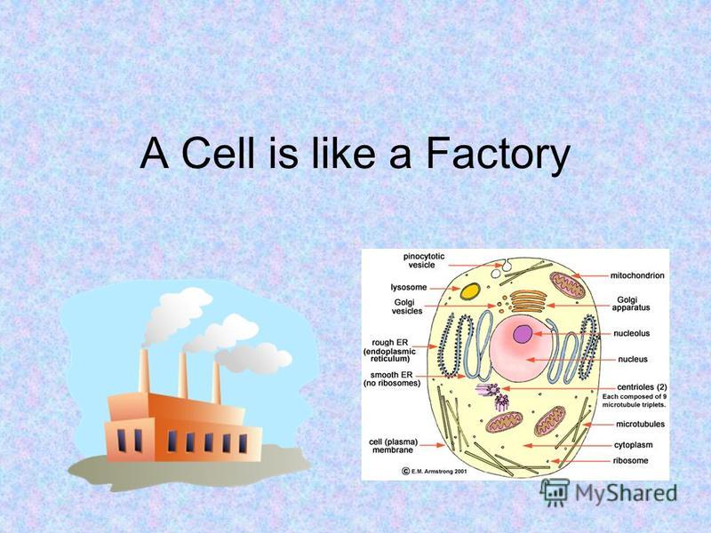 A Cell is like a Factory
