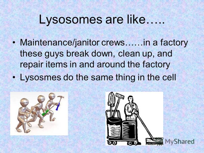 Lysosomes are like….. Maintenance/janitor crews……in a factory these guys break down, clean up, and repair items in and around the factory Lysosmes do the same thing in the cell