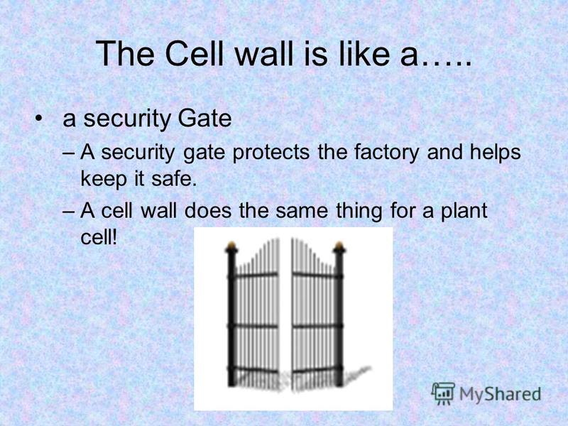 The Cell wall is like a….. a security Gate –A security gate protects the factory and helps keep it safe. –A cell wall does the same thing for a plant cell!