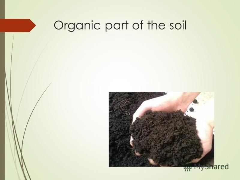 Organic part of the soil