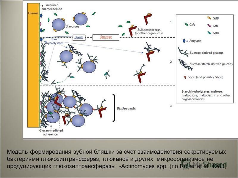 Модель формирования зубной бляшки за счет взаимодействия секретируемых бактериями глюкозилтрансфераз, глюканов и других микроорганизмов не продуцирующих глюкозилтрансферазы -Actinomyces spp. (по Röllar et al. 1983).