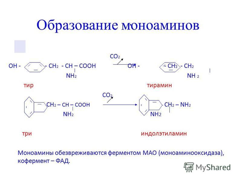 . СО 2 OH - - CH 2 - СН – СООН OH - - CH 2 - СН 2 NH 2 NH 2 тир тирамин CO 2 СН 2 – СН – СООН СН 2 – СН 2 – NH 2 NH 2 NH 2 три индолэтиламин Моноамины обезвреживаются ферментом МАО (моноаминоксидаза), кофермент – ФАД. Образование моноаминов