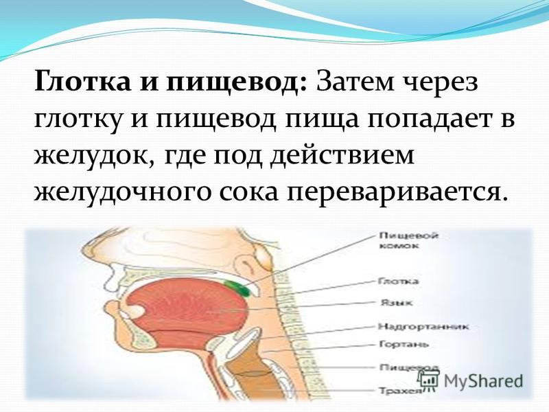 Показания и этапы пластики желудком после удаления гортани, глотки и пищевода (л