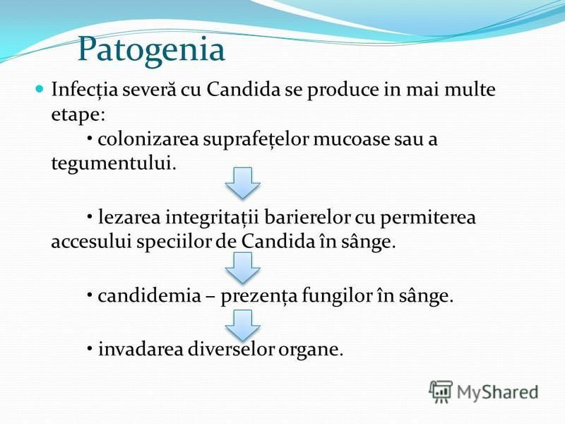 Patogenia Infecția sever ă cu Candida se produce in mai multe etape: colonizarea suprafețelor mucoase sau a tegumentului. lezarea integritații barierelor cu permiterea accesului speciilor de Candida în sânge. candidemia – prezența fungilor în sânge. 