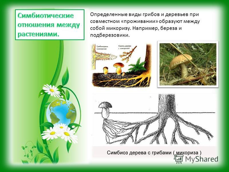 Определенные виды грибов и деревьев при совместном «проживании» образуют между собой микоризу. Например, береза и подберезовики.