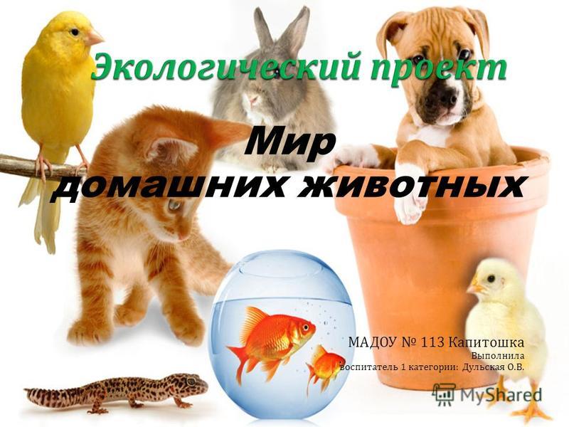 Мир домашних животных Дзен