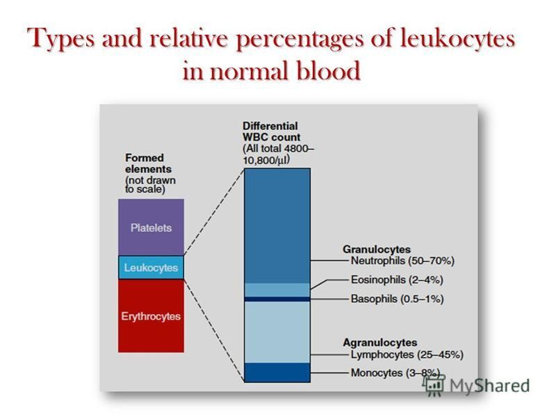 Types and relative percentages of leukocytes in normal blood