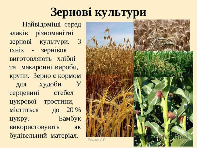 Зернові Зернобобові Культури Реферат