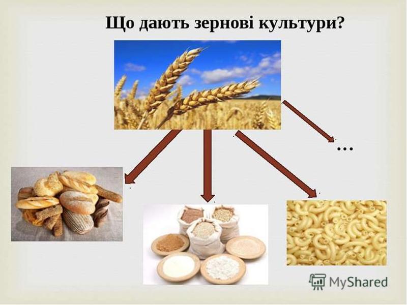 Зернові Зернобобові Культури Реферат Зернові Зернобобові Культури Реферат