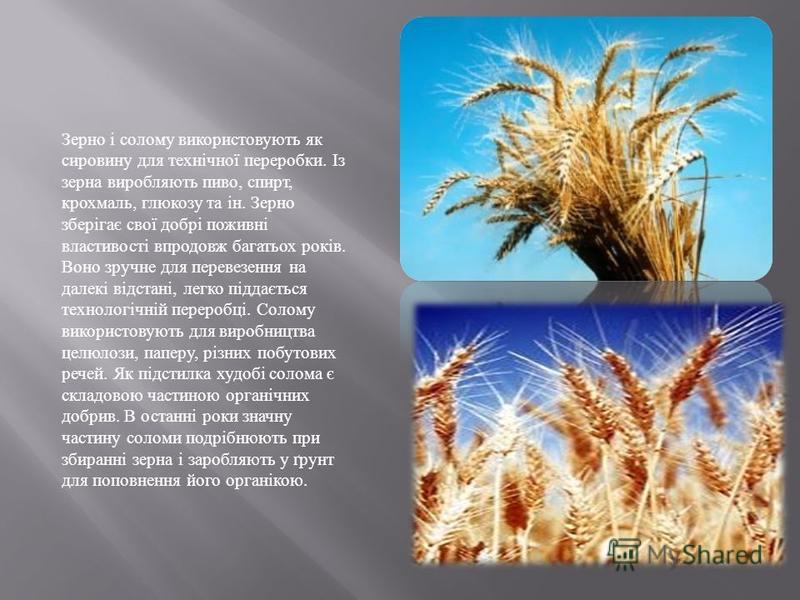Зернові Зернобобові Культури Реферат Зернові Зернобобові Культури Реферат
