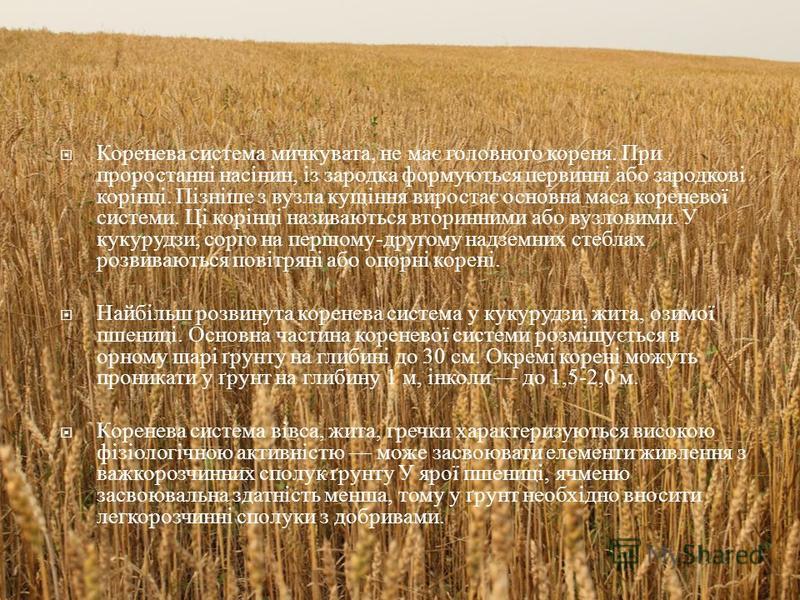 Зернові Зернобобові Культури Реферат Зернові Зернобобові Культури Реферат
