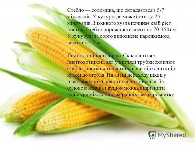 Зернові Зернобобові Культури Реферат Зернові Зернобобові Культури Реферат