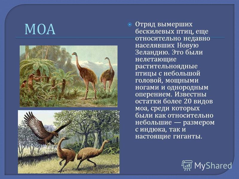 Животные истребленные человеком проект