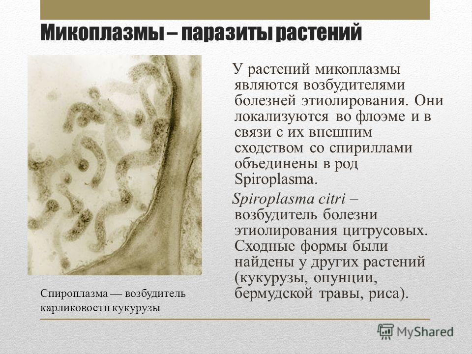 Простатит при стероидах Простатит при стероидах
