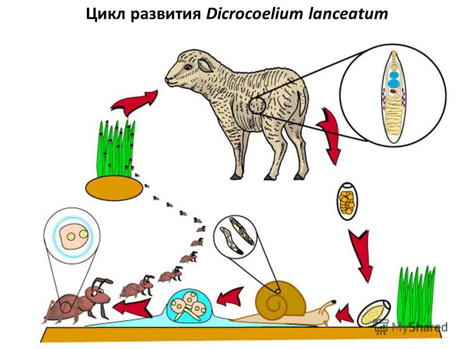 Зоология Учебник 7 Класс