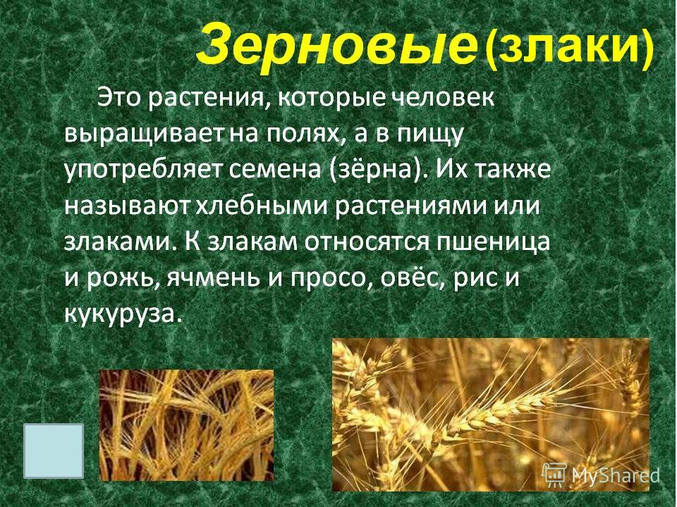 Хлебные злаковые растения Хлебные злаковые растения