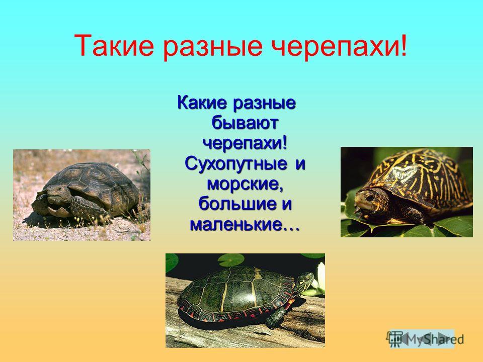 Голова черепахи Голова черепахи