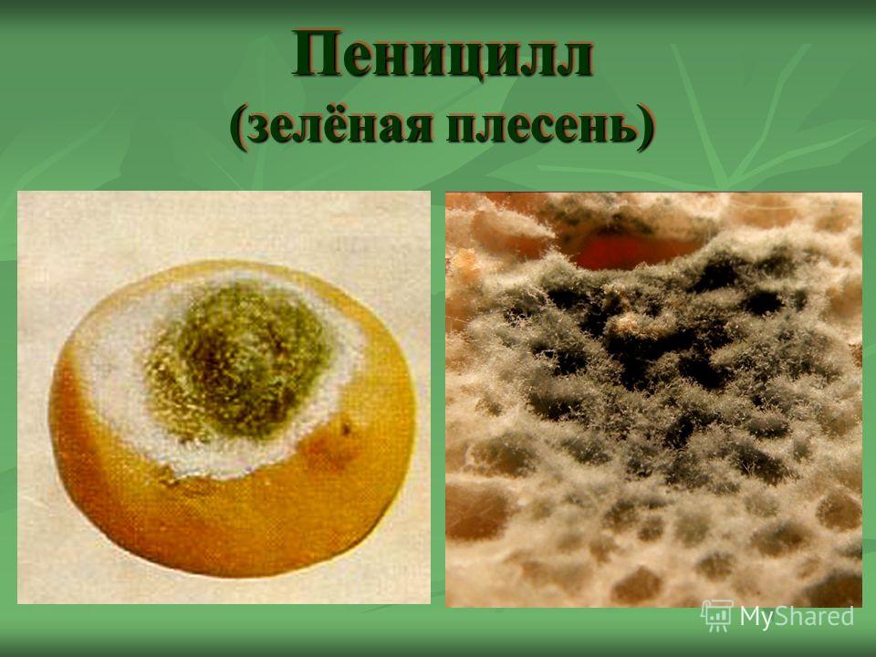 одноклеточные паразиты в теле человека одноклеточные паразиты в теле человека