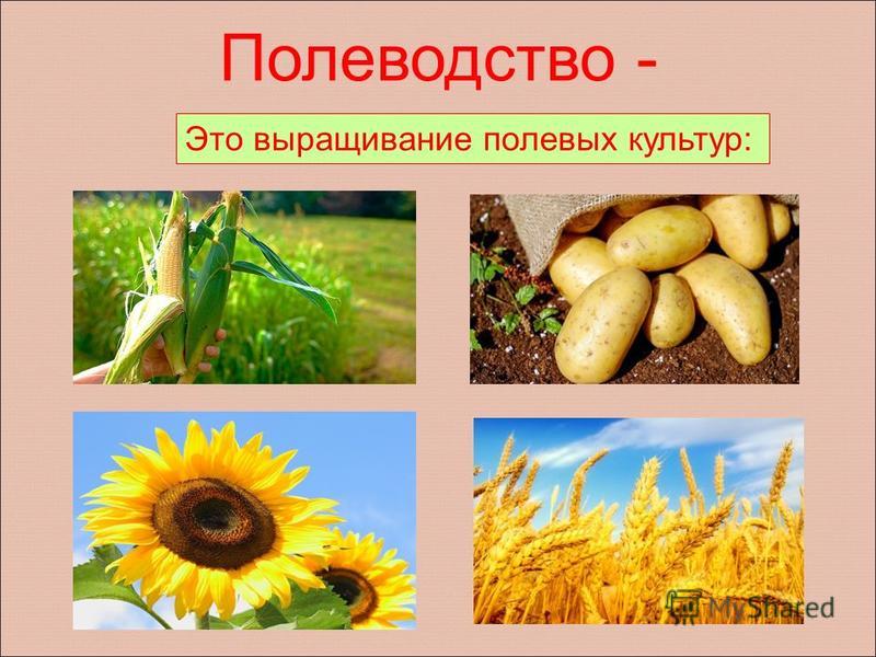 Презентация на тему: "Растениеводство в нашем крае. Культурные растения.". Скача