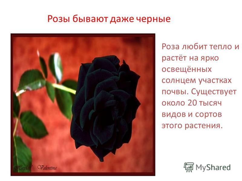 Сочинение О Цветке Роза