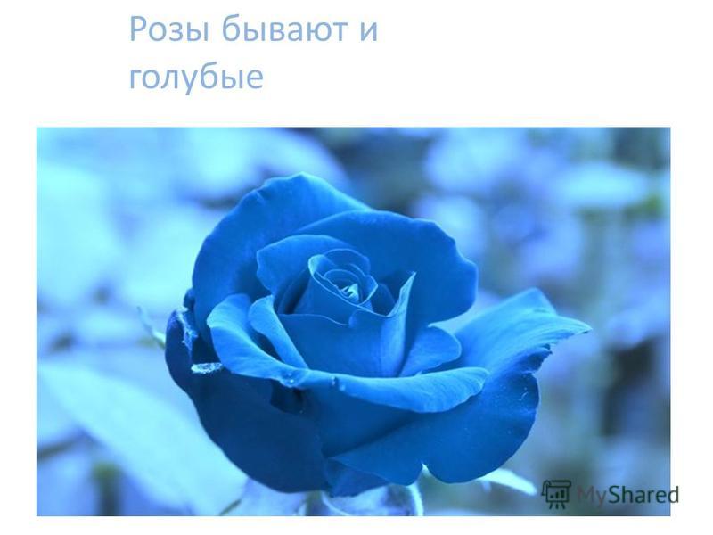 Сочинение О Цветке Роза Сочинение О Цветке Роза