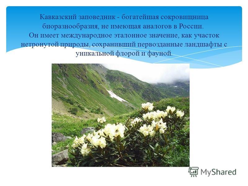 Кавказский заповедник - богатейшая сокровищница биоразнообразия, не имеющая аналогов в России. Он имеет международное эталонное значение, как участок нетронутой природы, сохранивший первозданные ландшафты с уникальной флорой и фауной.