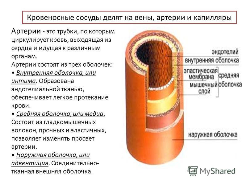 Сосуд. Артерии. Вены. 2024 Живая анатомия. Биочитерство. ВКонтакте