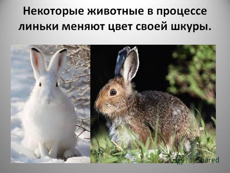 Картинка Заяц Зимой И Летом Для Детей