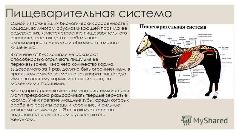 Реферат по теме Физиология лошади Реферат по теме Физиология лошади