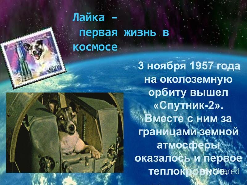 3 ноября 1957 года на околоземную орбиту вышел «Спутник-2». Вместе с ним за границами земной атмосферы оказалось и первое теплокровное. Лайка – первая жизнь в космосе