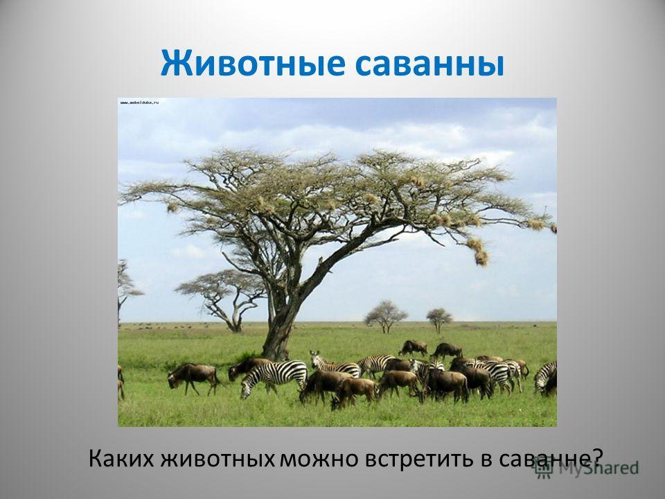 Пивные дрожжи и их лечебные свойства: незаменимый источник Наряд для нашей ЭАх для холодного лета - Гардероб для